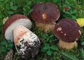 Raccolta dei funghi spontanei epigei